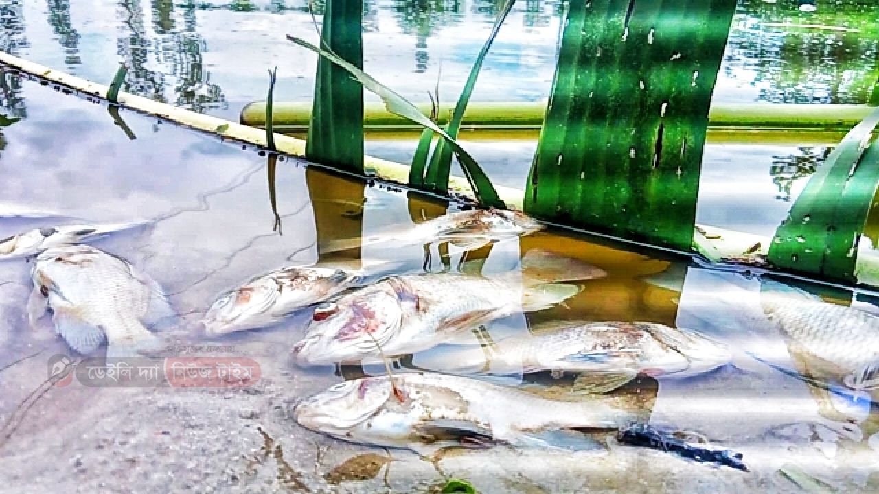 গাইবান্ধায় পুকুরে বিষপ্রয়োগ করে মাছ মারার অভিযোগ