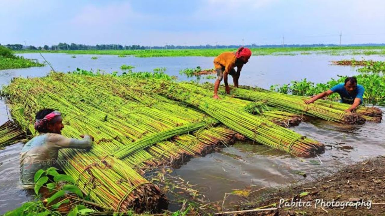 চালনবিলে পাটচাষীদের সাফল্য
