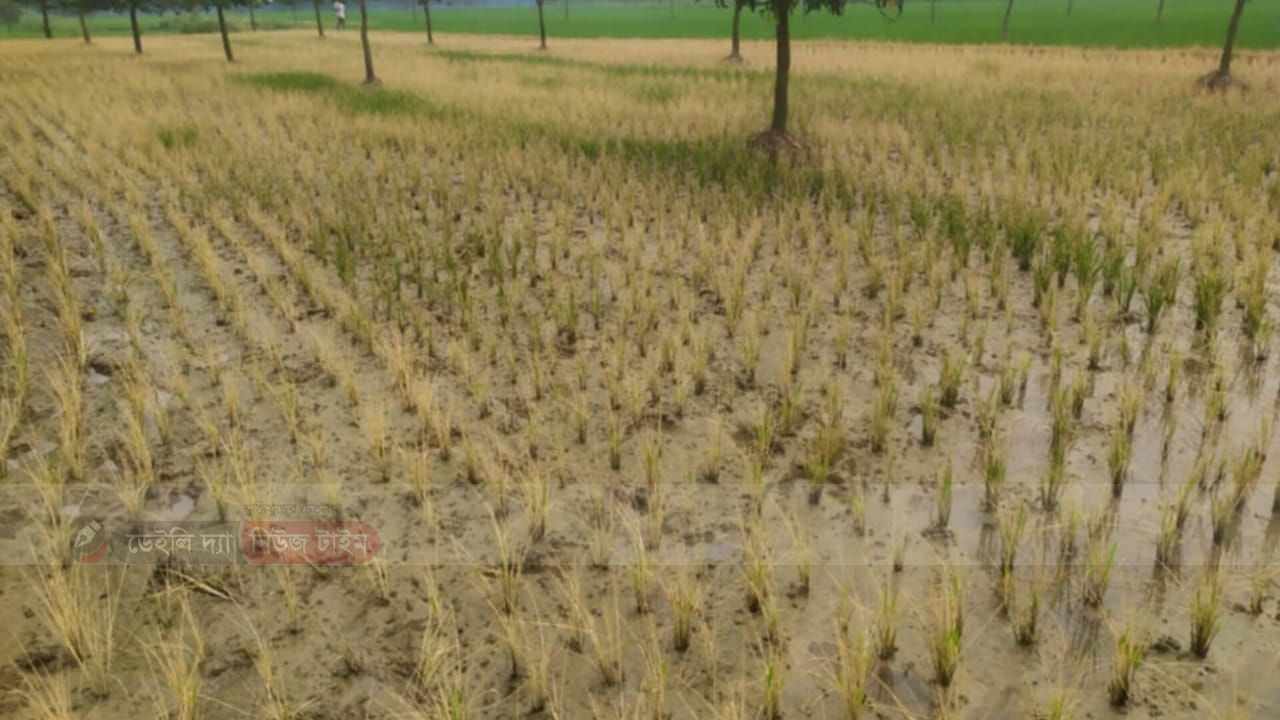 গোমস্তাপুরে পূর্ব শত্রুতার জেরে বিষাক্ত কিটনাশক প্রয়োগ করে ধান ক্ষতি করার অভিযোগ। 