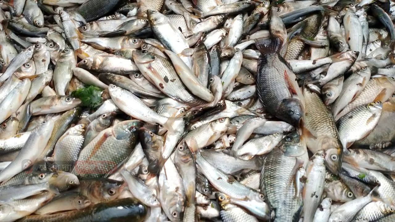 পলাশবাড়ী&zwnj;তে পুকুরে বিষ প্রয়োগ ক&zwnj;রে ২ লাখ টাকার মাছ ক্ষতি সাধন।