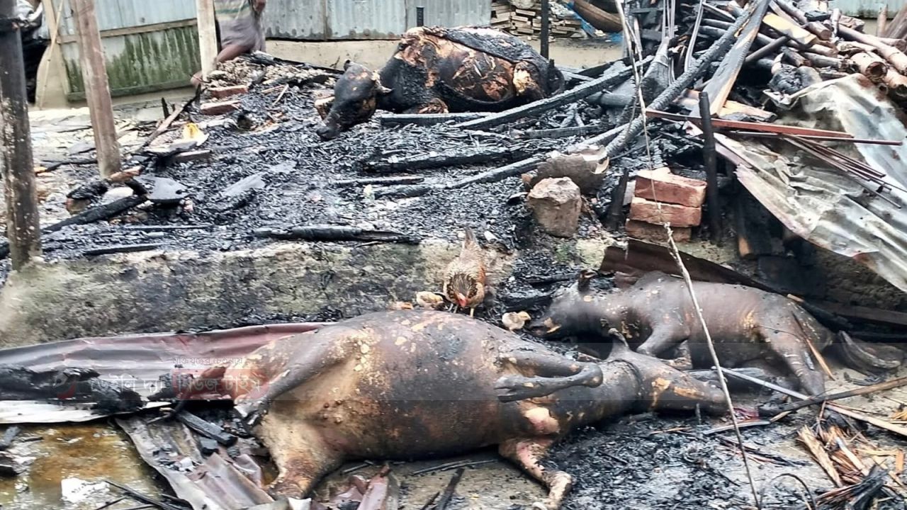 কুড়িগ্রামের ফুলবাড়ীতে অগ্নিকান্ডে কৃষকের গোয়ালঘর ভস্মীভূত 