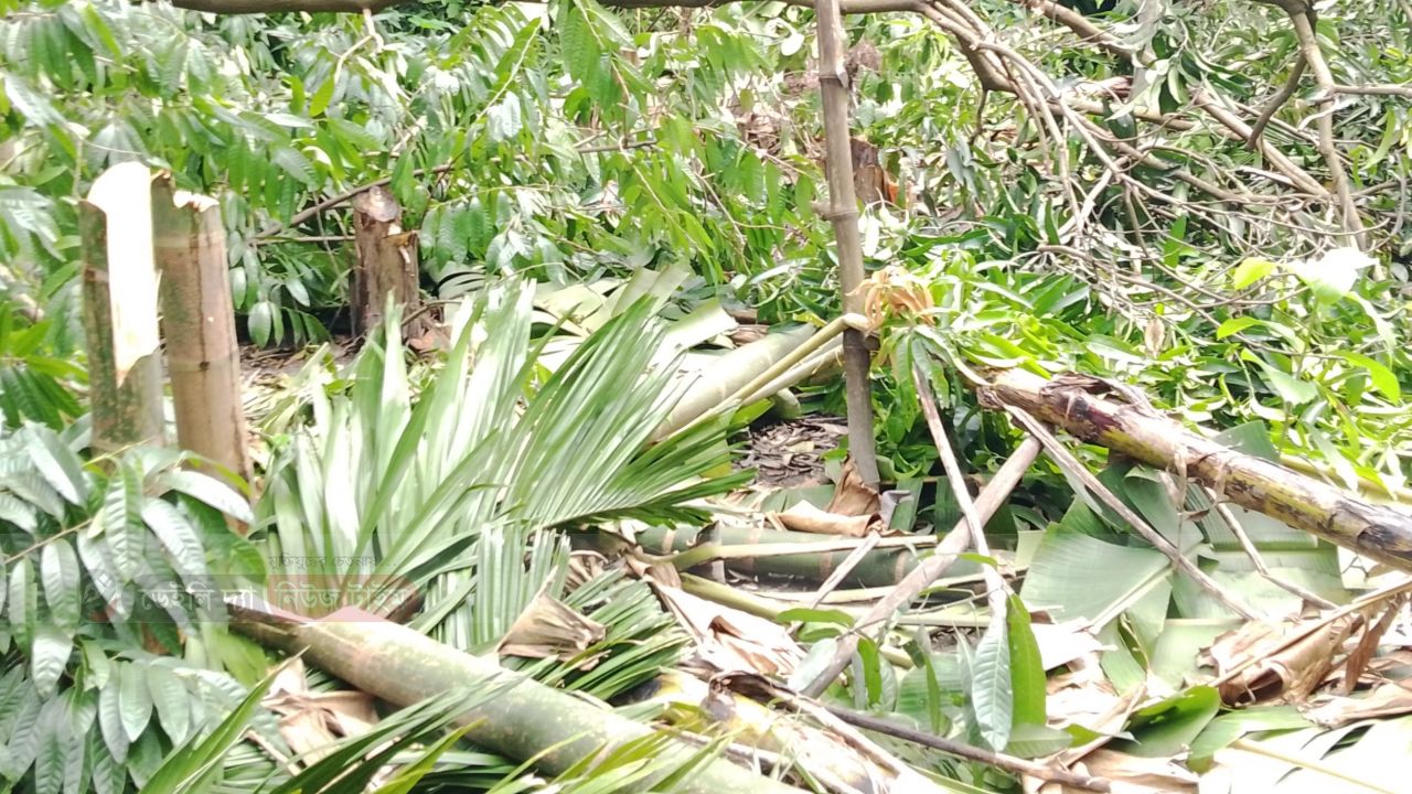 কাপাসিয়ায় আড়াল  মোল্লাবাড়িতে শতাধিক গাছ কেটে ফেলল সন্ত্রাসীরা