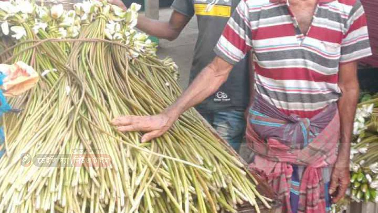 শাপলা বিক্রি করে সংসারে সচ্ছলতা ফেরাতে ব্যাস্ত (নানা- নাতি) "    ৬০ বিঘা জমিতে করেছেন  শাপলার আবাদ 