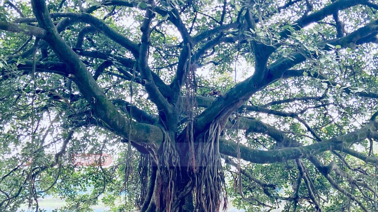 করতোয়ার তীরে বটবৃক্ষ দাঁড়ায়,  শিকড়ে আঁকড়ে শত বছরের ছায়।  ডালে ডালে ভেসে আসে নদীর গান,  পথিকের বিশ্রাম&mdash;প্রকৃতির প্রাণ।
