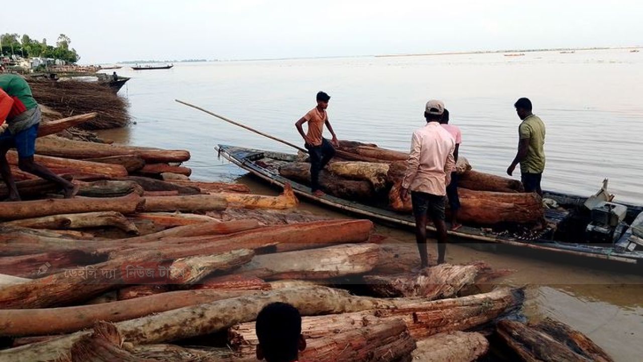 অস্হায়ী হাটে লাল চ্ন্দন ভেবে বিক্রি হচ্ছে নদীতে ভেসে আসা কাঠ