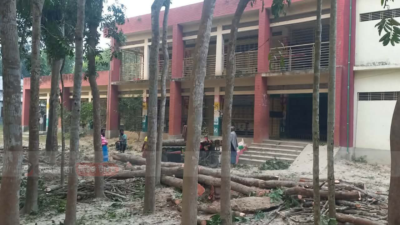 স্কুল কর্তৃপক্ষকে না জানিয়ে সরকারি গাছ বিক্রির অভিযোগ, ইউপি সদস্য অভিযুক্ত