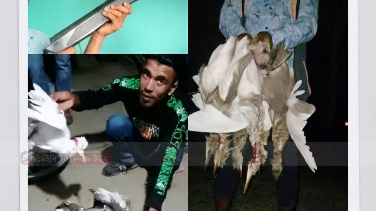 নিষিদ্ধ এয়ারগানে পাখির গণহত্যা শান্তিগঞ্জে নেজামুল-আলমগীরের নেশা যখন প্রকৃতির বিনাশ!