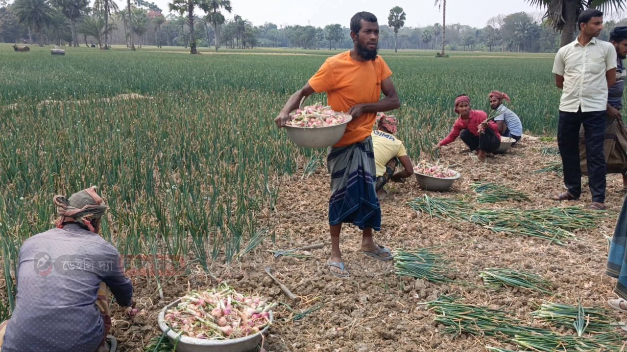 ক্ষেত থেকে অপরিপক্ক পেঁয়াজ তুলে বাজারে নিয়ে বিপাকে কৃষকরা