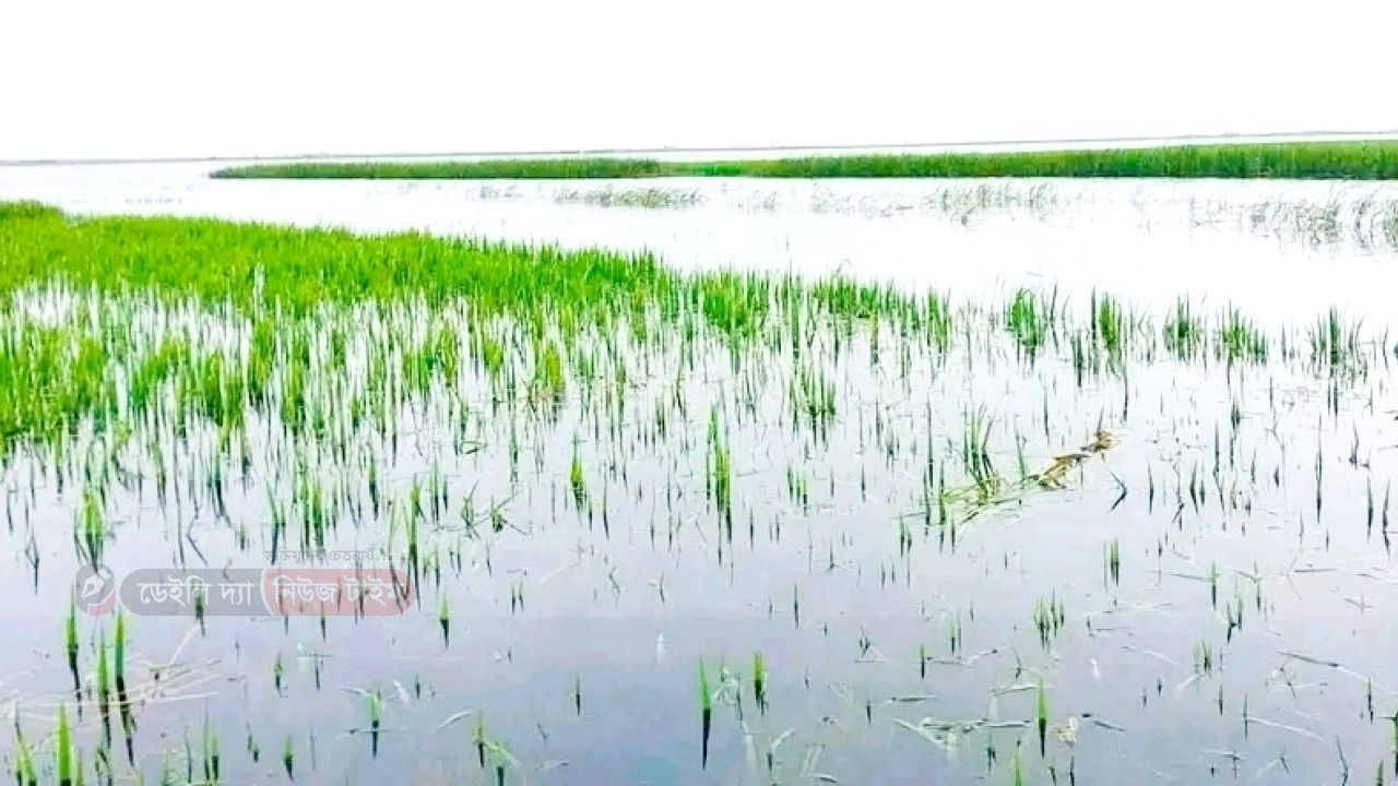 বৃষ্টির পানিতে তলিয়ে যাচ্ছে কৃষকের স্বপ্ন, বাঁধ যখন দুর্নীতির মহোৎসব, প্রকৃতি তখন মূর্ত অভিশাপ