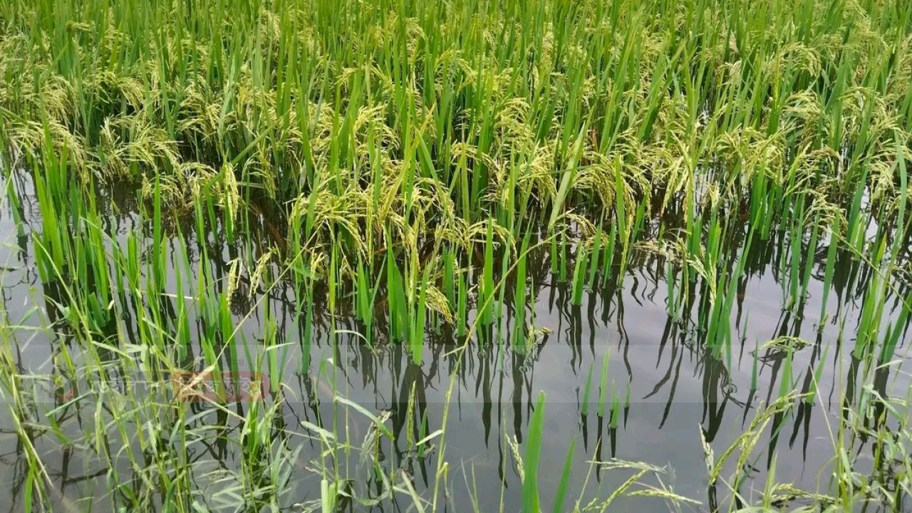 অবহেলায় ডুবছে সোনালি স্বপ্ন: প্রশাসনের উদাসীনতায় নিঃস্ব হচ্ছে সুনামগঞ্জের কৃষক