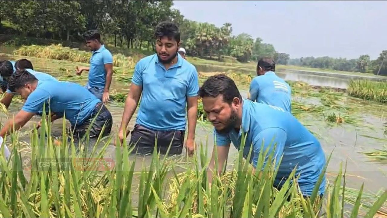দুর্যোগে কৃষকের পাশে এমপি সালাহউদ্দিন আইয়ুবী, পানিতে নেমে ধান কাটলেন নিজ হাতে।