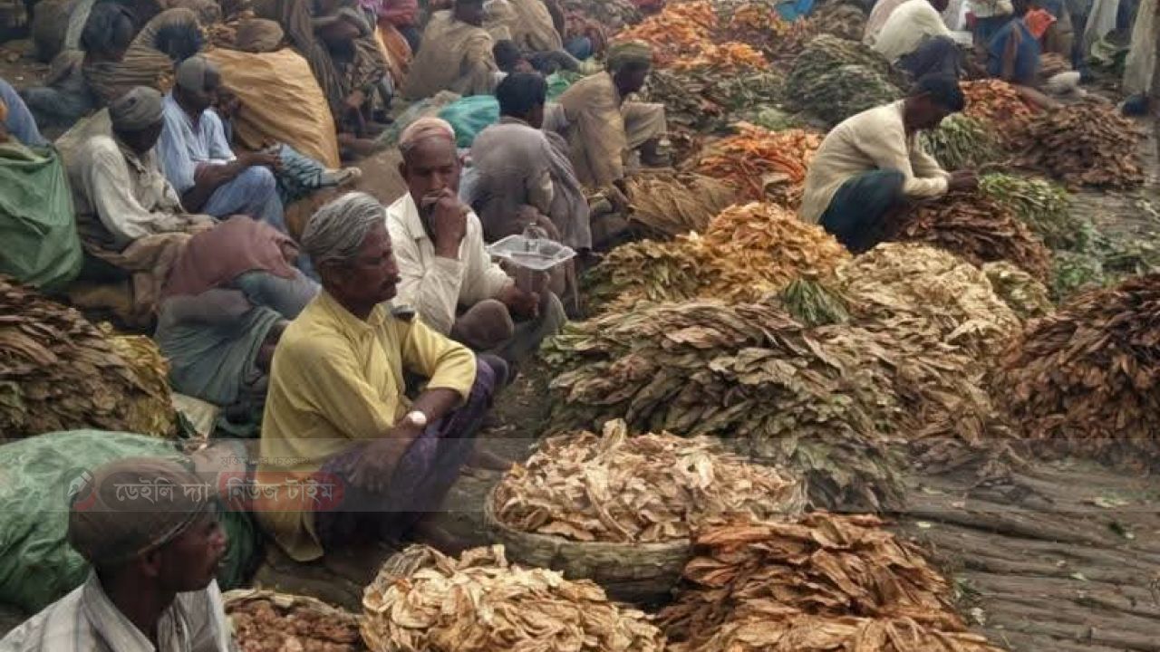 তামাকের দামে ধস, চরম বিপাকে কৃষক, বাড়ছে লোকসান!!