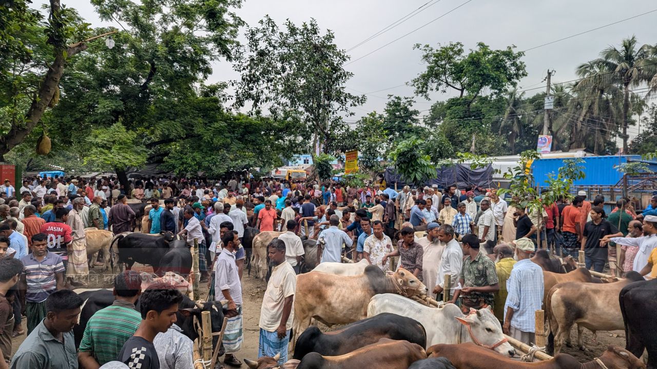 পীরগঞ্জে নির্ধারিত খাজনাতেই বিক্রি হচ্ছে কুরবানির পশু । 